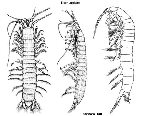 Koonungididae