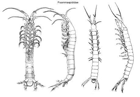 Psammaspididae