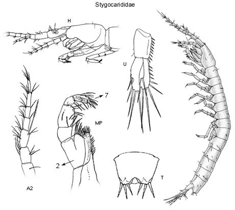 Stygocarididae